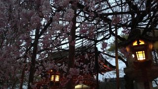 しだれ桜が綺麗な場所です!!