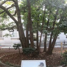 玄関を入ると、目の前の中庭に「玉楠の木」がありますが、この木