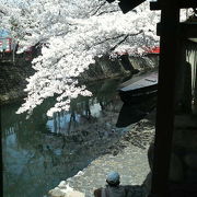 大垣の古い木船が残る桜の撮影スポット