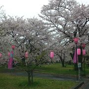 桜の開花時期でも雨が降ると人はいません