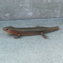 尾の切れたトカゲさんとも遭遇しました（笑）