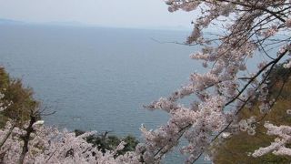 竹生島の桜