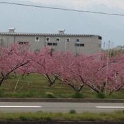 4月、市内がピンクに染まります