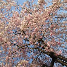 桜と青空