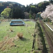 桜が綺麗