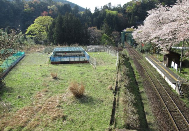 桜が綺麗