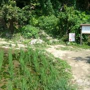 琉球における稲作発祥の地