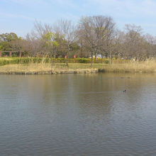 園内にはこんな池があります。