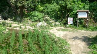 琉球における稲作発祥の地