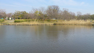 のんびり水辺の公園でカヌーに挑戦