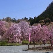 しだれ桜の饗宴