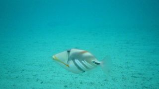 シュノーケルならここ！