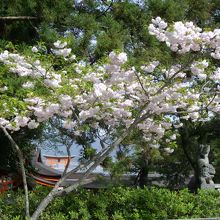 八重桜とその向こうに見える大鳥居