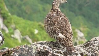 雷鳥が多いので出会えるチャンスが高い