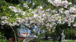 八重桜もきれいでした