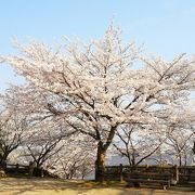 お花見の名所