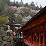 神社にはあまり桜が植えられないのでしょうか？