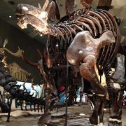 恐竜標本の展示室が素晴らしい！