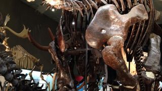 恐竜標本の展示室が素晴らしい！