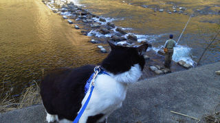 釣りもOK！猫もやる気になる入りやすい川です。