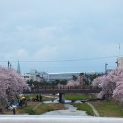 芦屋川の桜　橋からの眺めがお薦めです♪