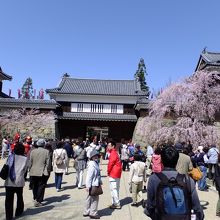真田石のある東虎口櫓門と右側枝垂れ桜