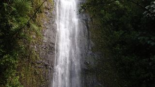 ジャングル探検！