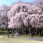 総大将織田信忠軍の攻撃で高遠城と共に落城後廃城で公園に