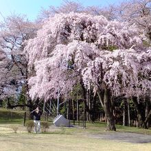 入口の枝垂れ桜