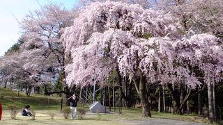 総大将織田信忠軍の攻撃で高遠城と共に落城後廃城で公園に