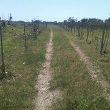 道の両サイドが有刺鉄線で囲まれていました