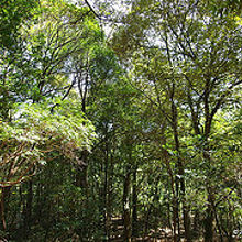春日山原始林