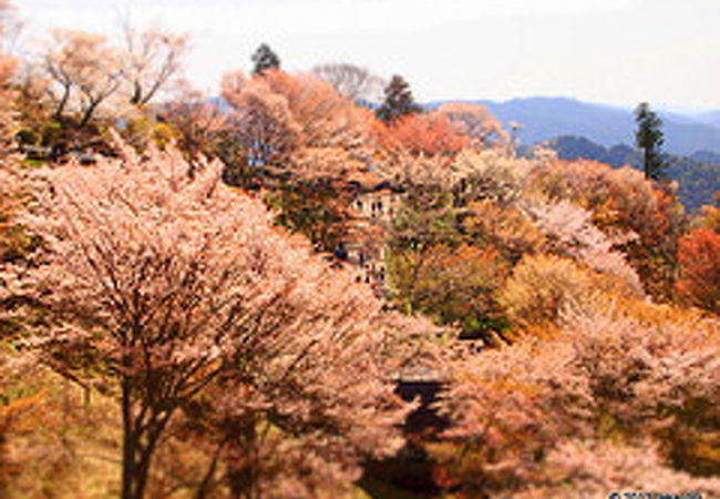 吉野山の桜