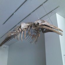 天井に吊るされたクジラの骨格標本