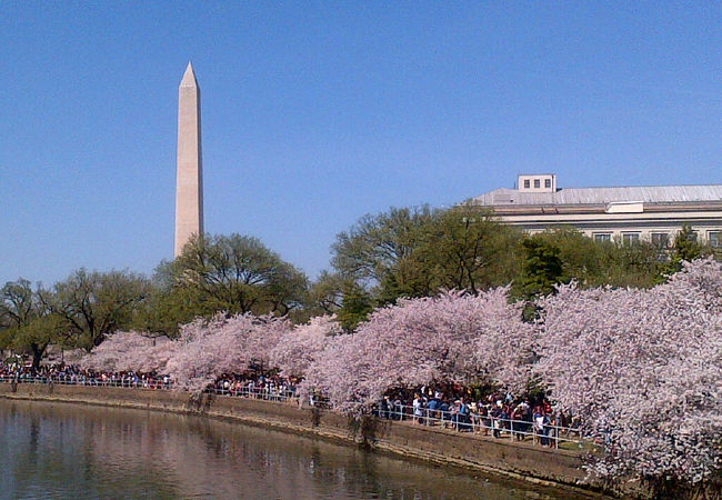ワシントンDCの桜