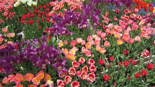 色とりどりのチューリップがきれいです
