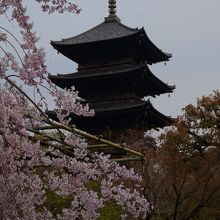 枝垂桜越しの五重塔