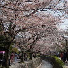 満開の桜並木でした。