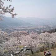 斜面の桜と展望台からの眺めが最高