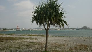 大きな干潟があります