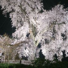 外国人観光客がたくさんいました