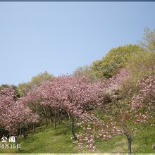 勾配坂に咲く桜