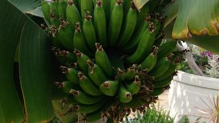 広い公園で温室もありバナナも実っていました！！