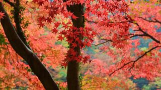 紅葉シーズン綺麗です！