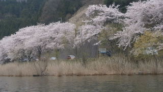 ４月の第二日曜日満開でした