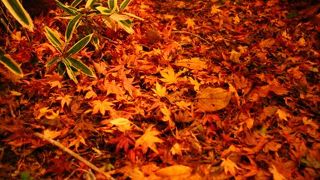 紅葉ライトアップが見事！