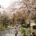 桜の庭園は最高！桜の後も天龍寺のお庭は花が美しい！