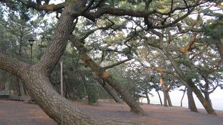 日本三大松原のひとつ