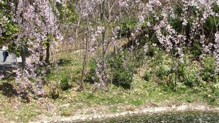 枝垂れ桜のトンネルを歩いて来ました