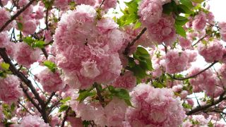 花のまわりみちでいろいろな八重桜を楽しみました。